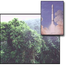 rocket rainforest
