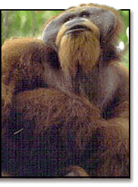 wild male orangutan in Sumatra