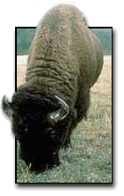 Yellowstone buffalo