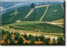 monoculture tree farm