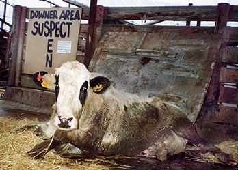 Downer cow