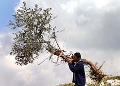 Uprooted Palestinian olive tree