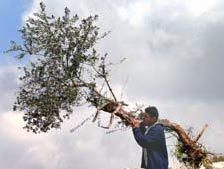 Palestinian with uprooted olive tree