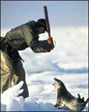 Seal kill