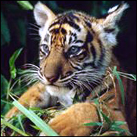  Sumatra tiger   