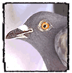  Pigeon   
